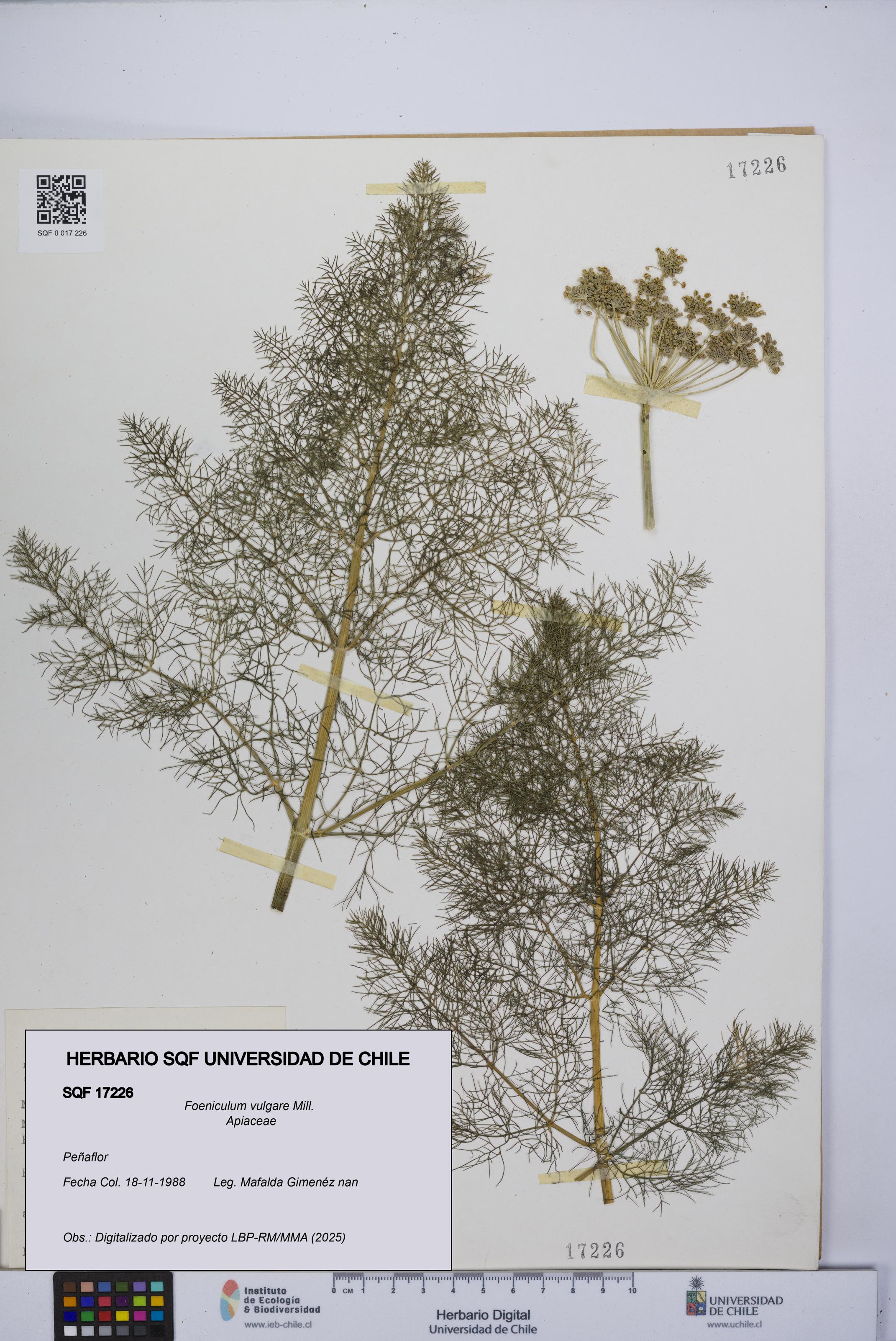 Foeniculum vulgare [Espécimen: UCH:SQF:0017226]