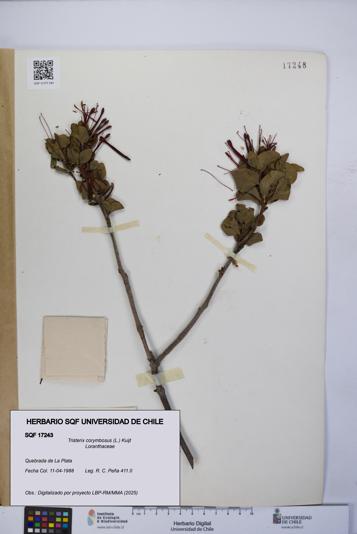 Tristerix corymbosus [Espécimen: UCH:SQF:0017243]