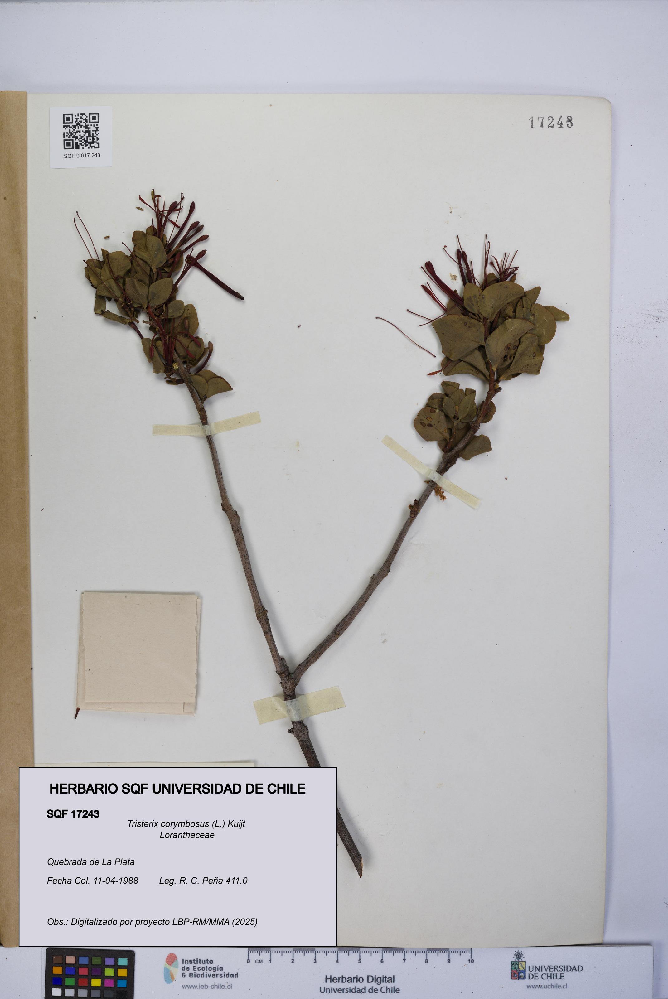 Tristerix corymbosus [Espécimen: UCH:SQF:0017243]