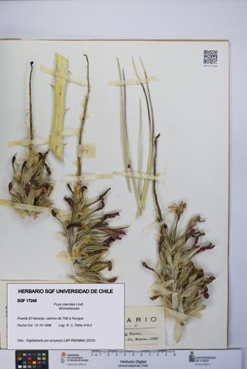 Puya coerulea [Espécimen: UCH:SQF:0017245]