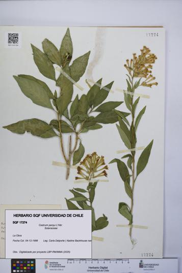 Cestrum parqui [Espécimen: UCH:SQF:0017274]