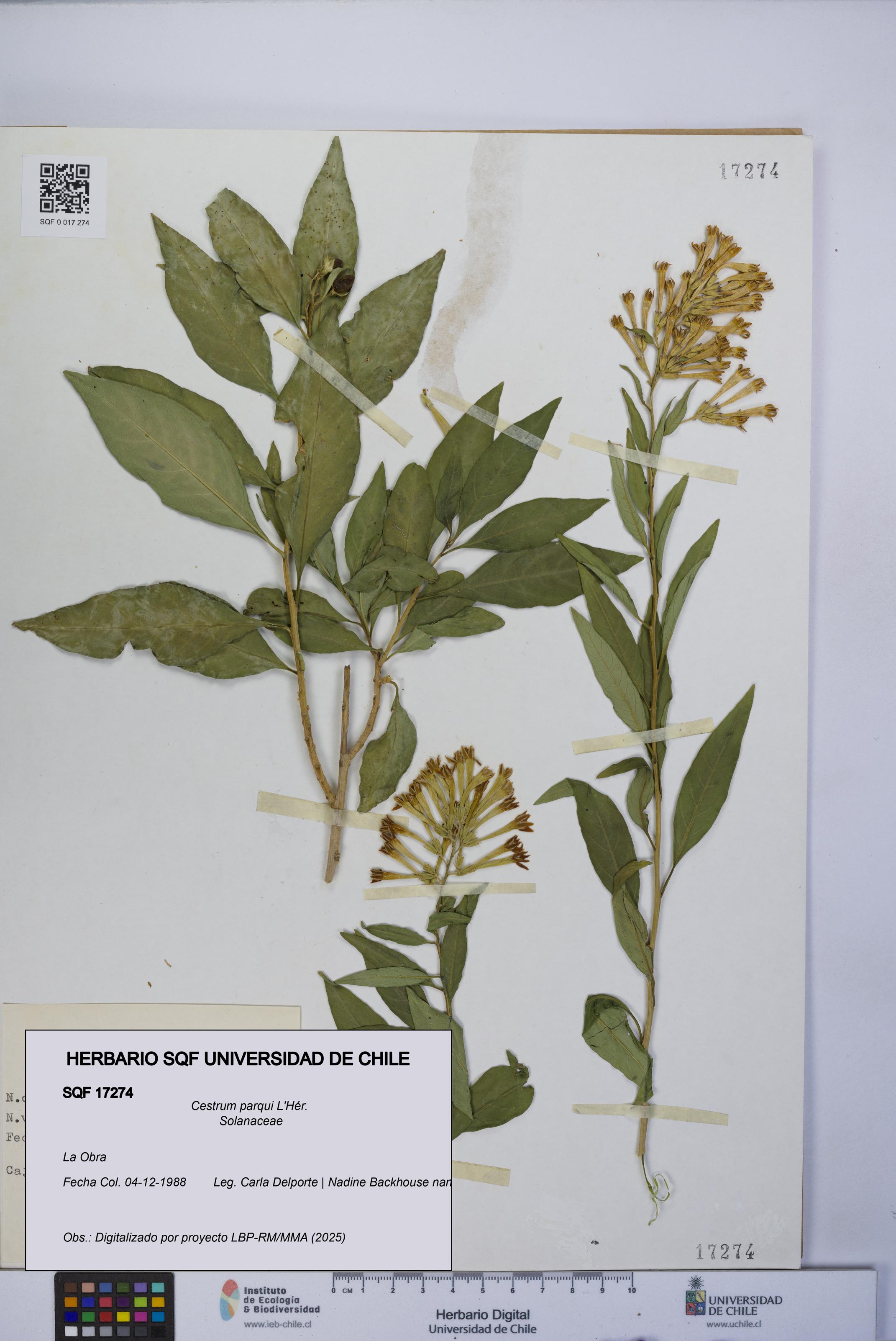 Cestrum parqui [Espécimen: UCH:SQF:0017274]