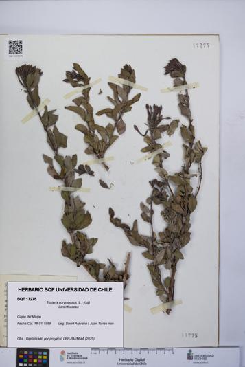 Tristerix corymbosus [Espécimen: UCH:SQF:0017275]