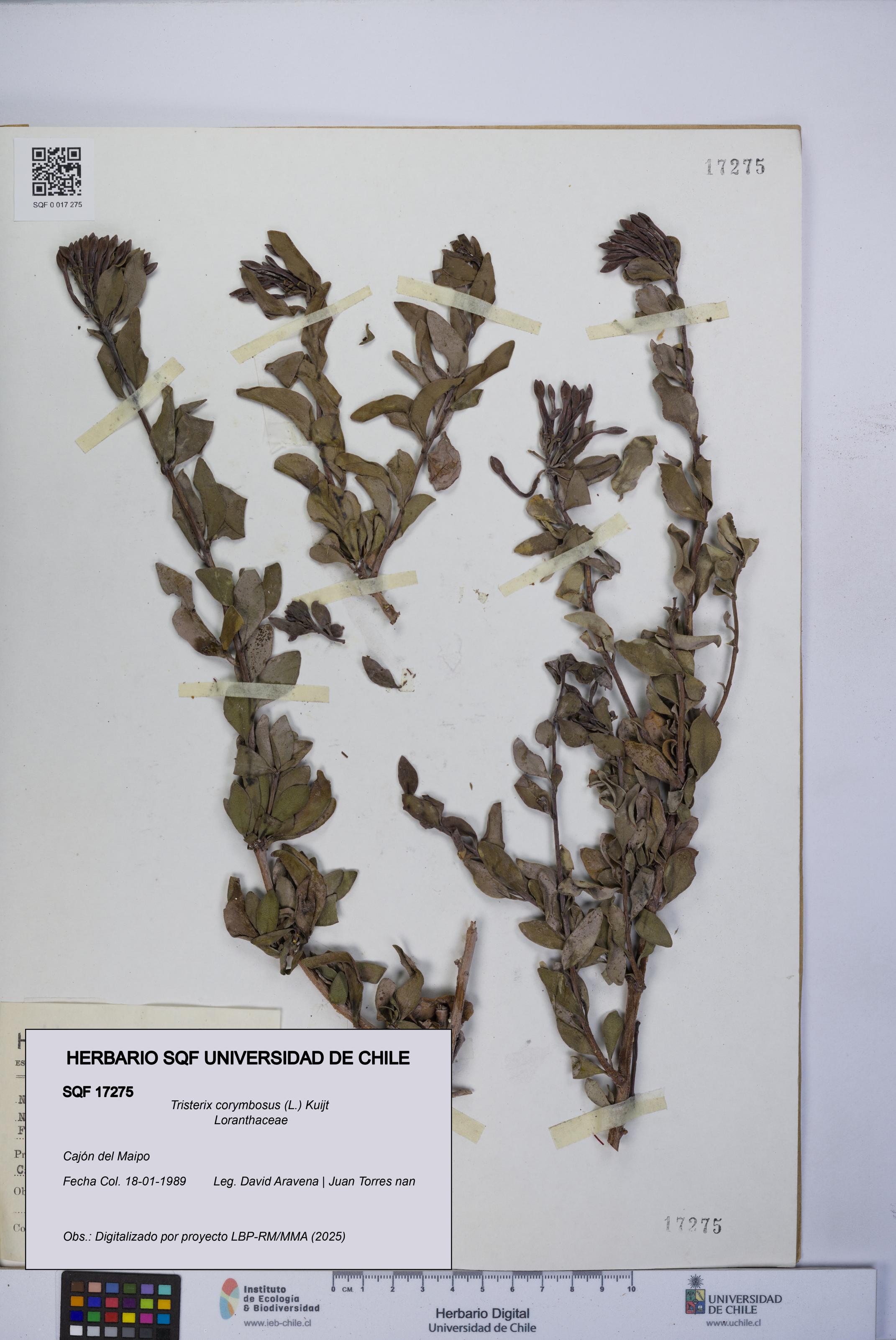 Tristerix corymbosus [Espécimen: UCH:SQF:0017275]