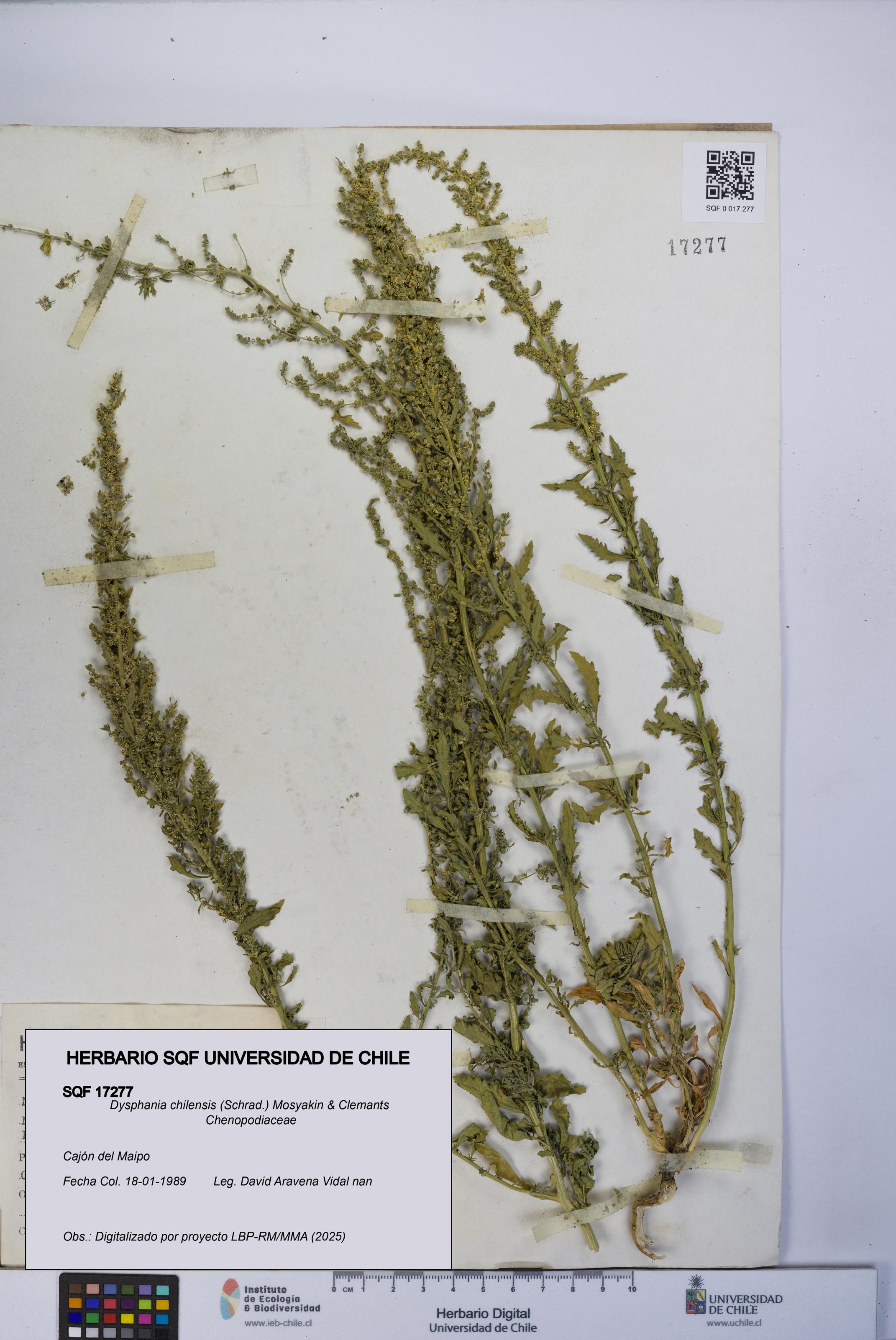 Dysphania chilensis [Espécimen: UCH:SQF:0017277]