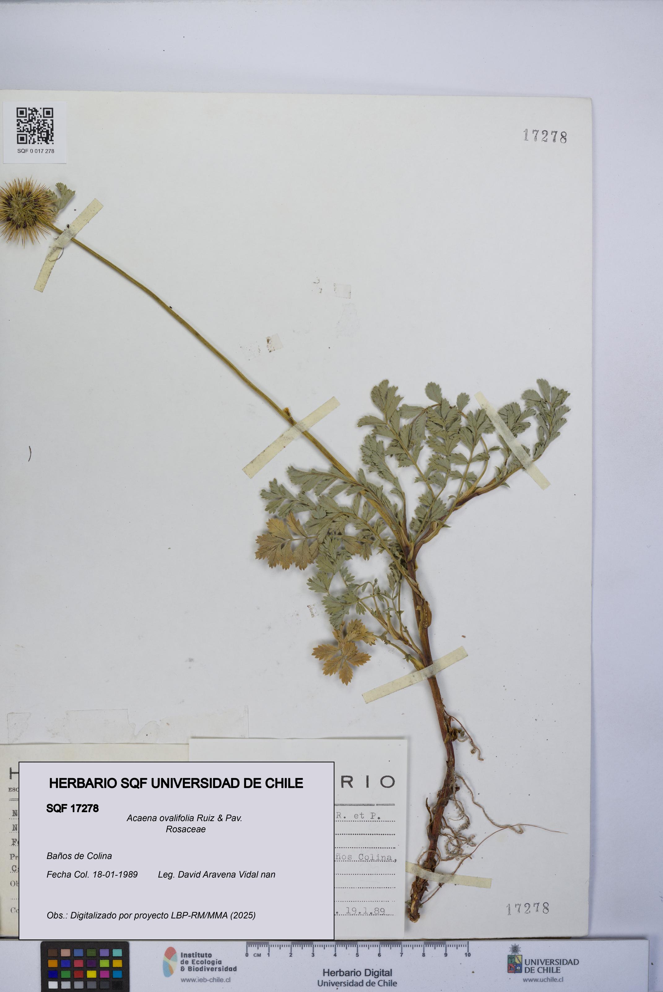 Acaena ovalifolia [Espécimen: UCH:SQF:0017278]