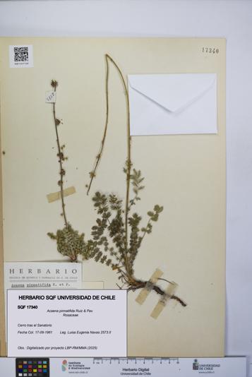 Acaena pinnatifida [Espécimen: UCH:SQF:0017340]