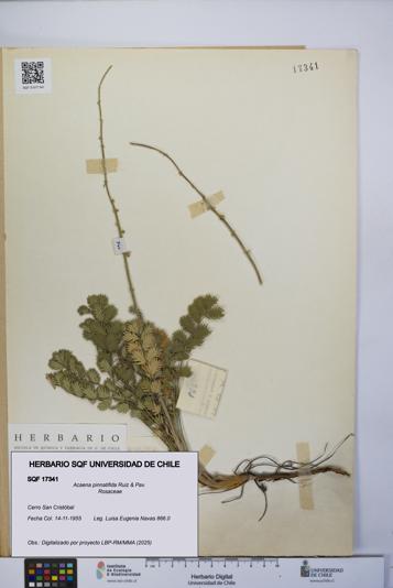 Acaena pinnatifida [Espécimen: UCH:SQF:0017341]