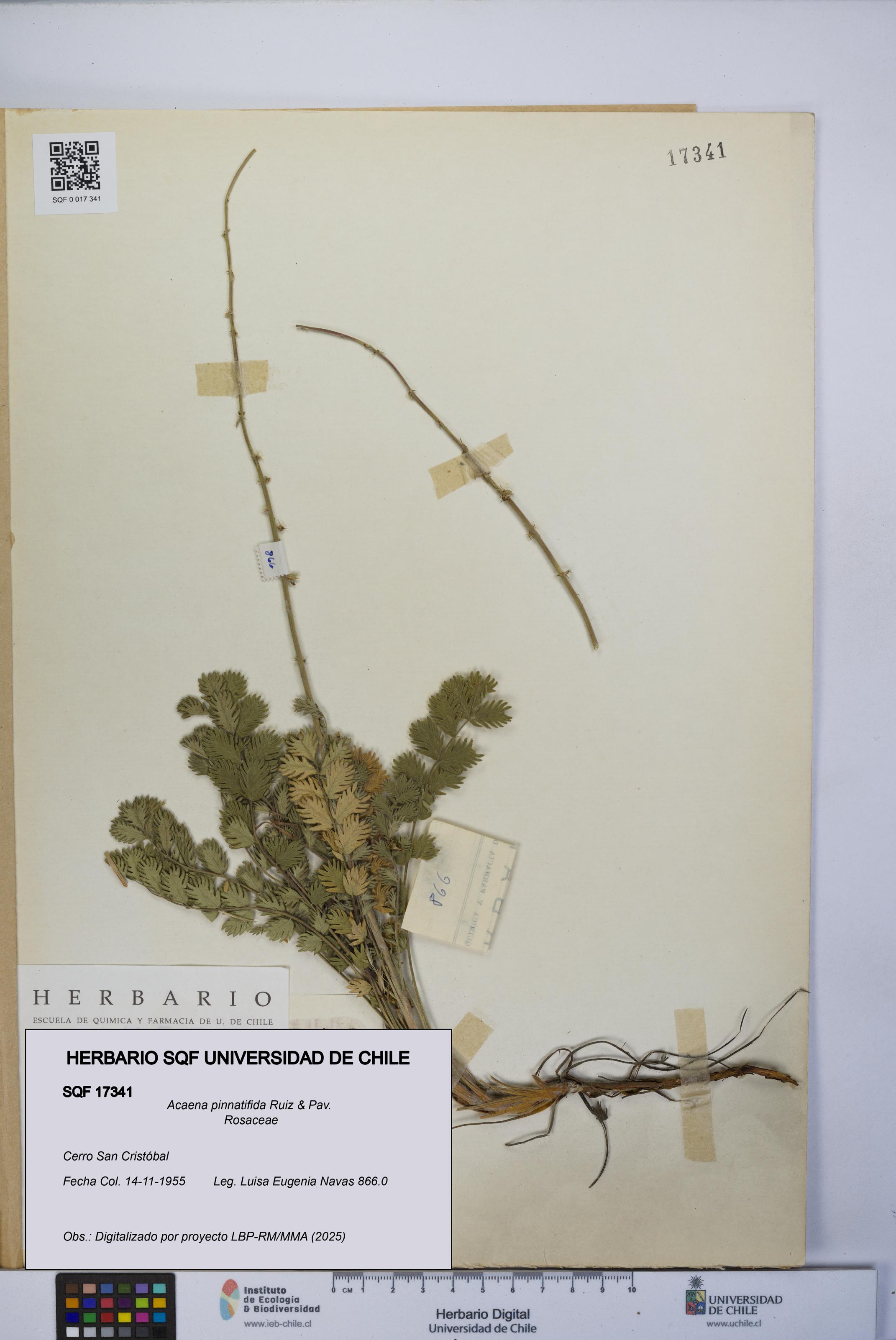 Acaena pinnatifida [Espécimen: UCH:SQF:0017341]