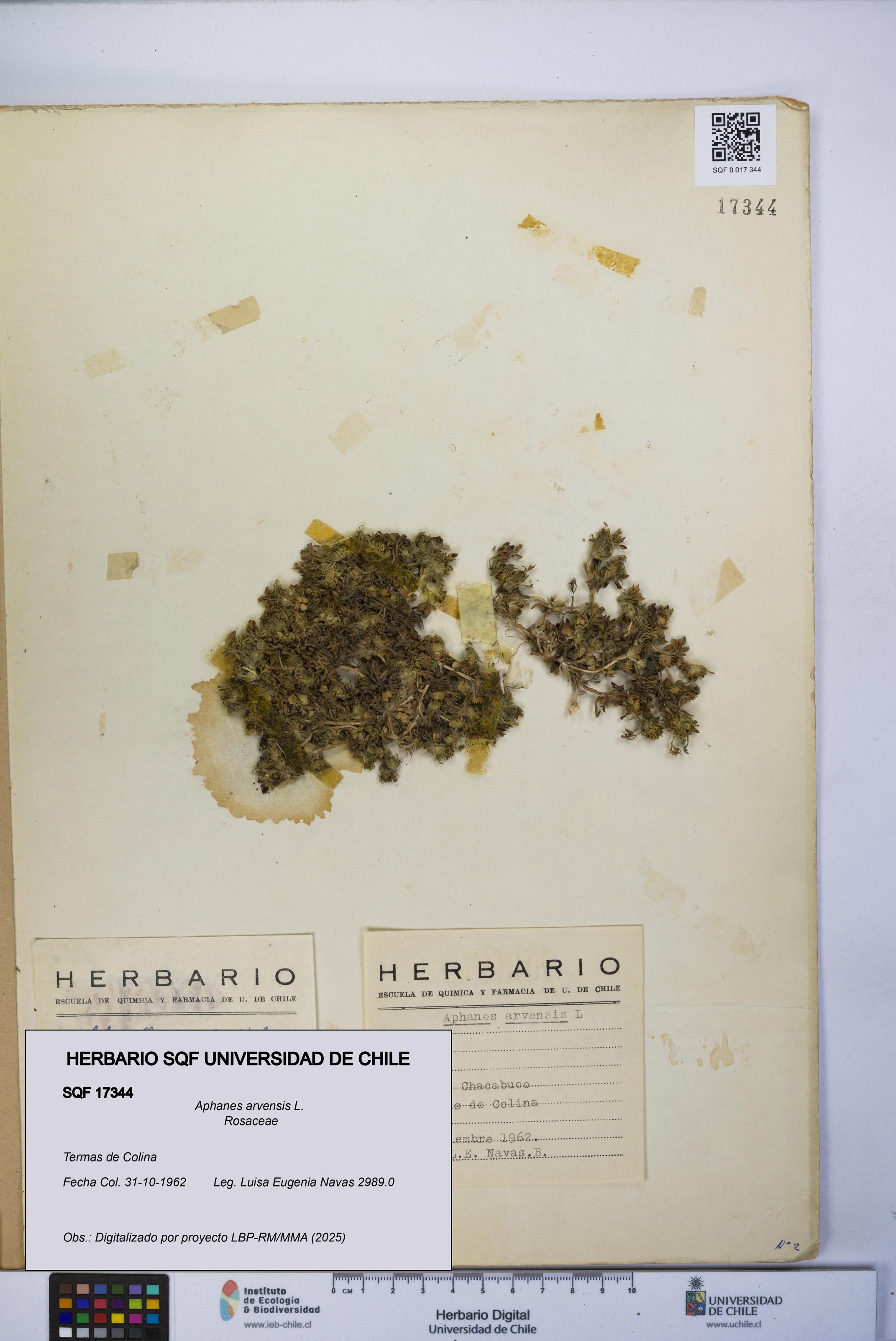 Aphanes arvensis [Espécimen: UCH:SQF:0017344]