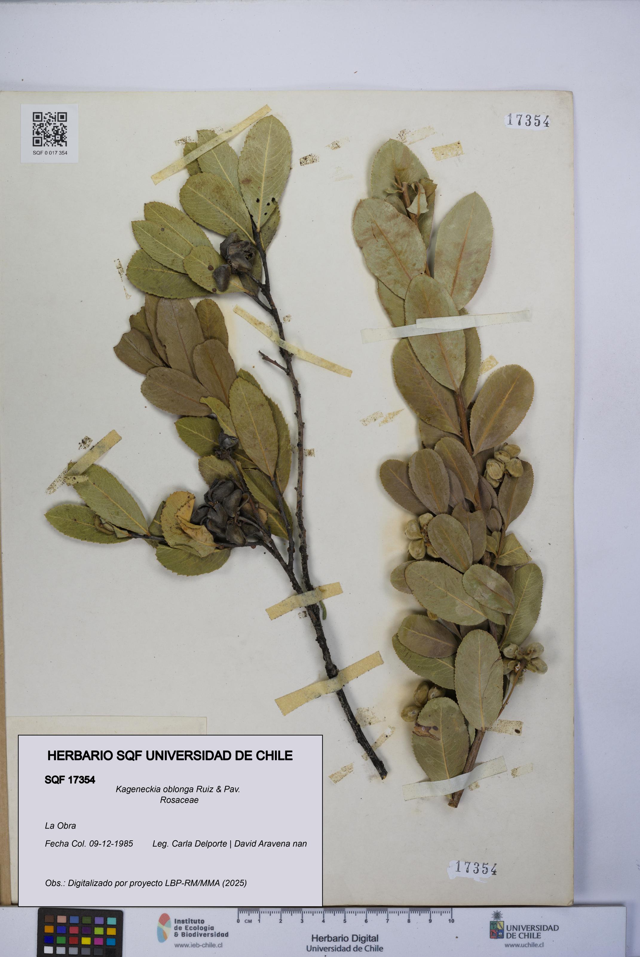 Kageneckia oblonga [Espécimen: UCH:SQF:0017354]