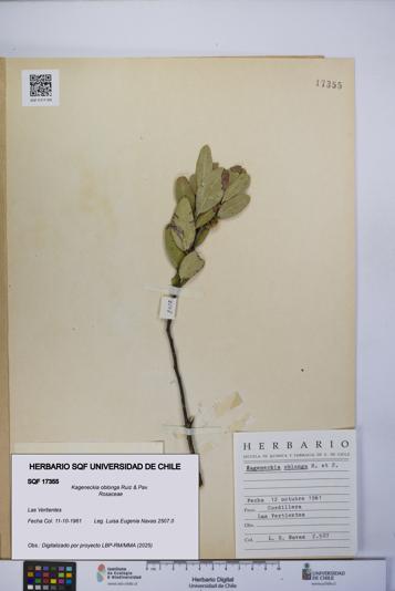 Kageneckia oblonga [Espécimen: UCH:SQF:0017355]