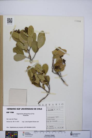 Kageneckia oblonga [Espécimen: UCH:SQF:0017356]