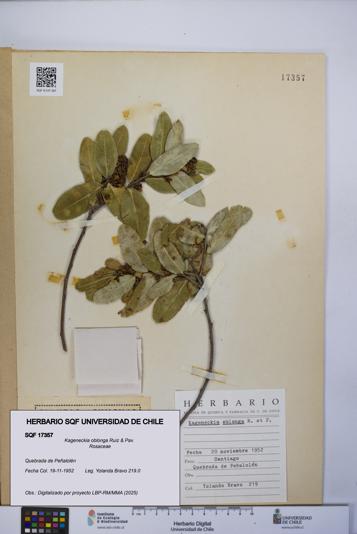 Kageneckia oblonga [Espécimen: UCH:SQF:0017357]