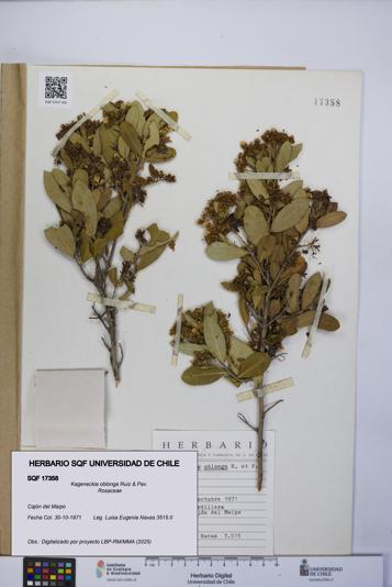 Kageneckia oblonga [Espécimen: UCH:SQF:0017358]