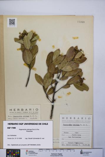 Kageneckia oblonga [Espécimen: UCH:SQF:0017359]