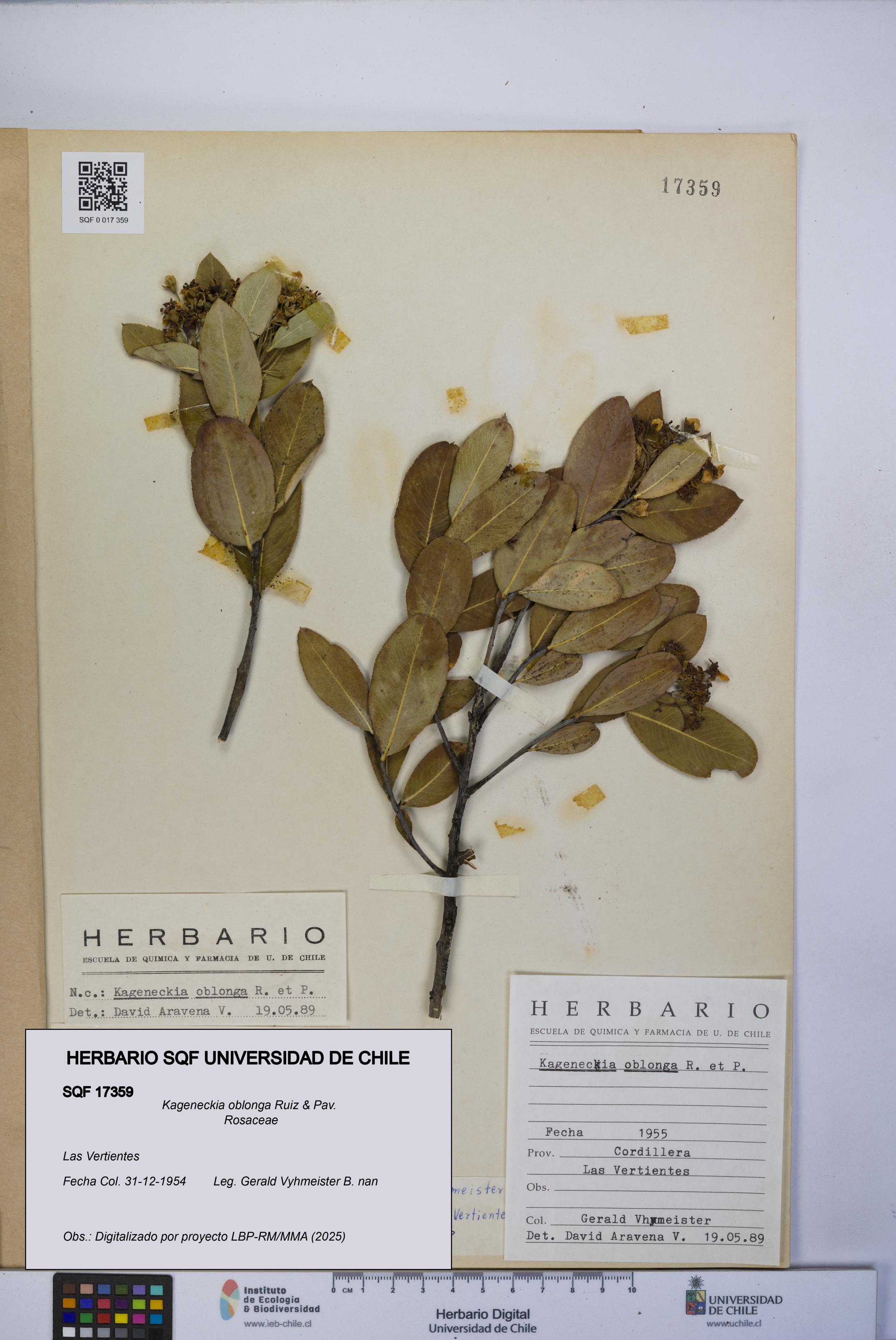 Kageneckia oblonga [Espécimen: UCH:SQF:0017359]