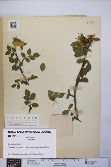 Rosa canina [Espécimen: UCH:SQF:0017371]