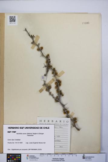 Vachellia caven [Espécimen: UCH:SQF:0017387]