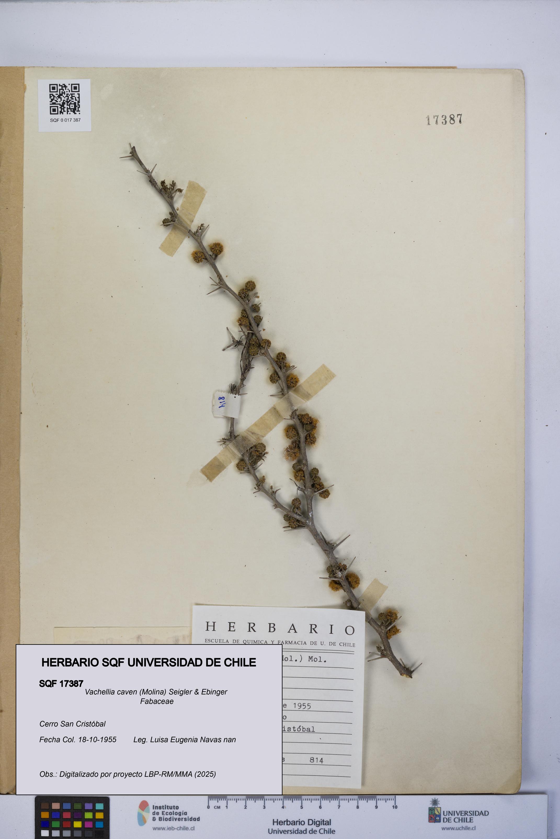 Vachellia caven [Espécimen: UCH:SQF:0017387]