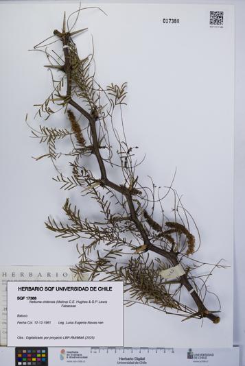 Neltuma chilensis [Espécimen: UCH:SQF:0017388]