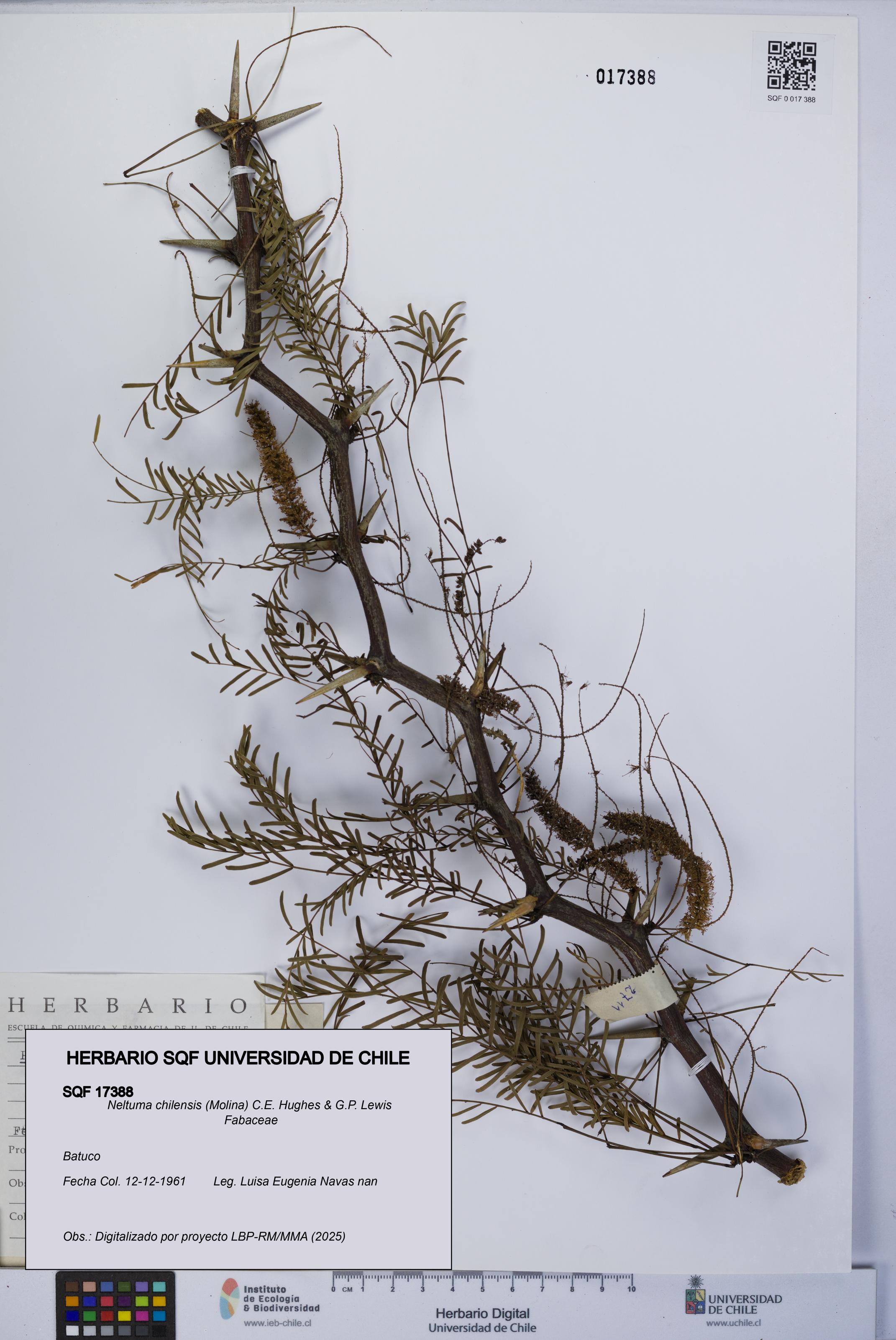 Neltuma chilensis [Espécimen: UCH:SQF:0017388]