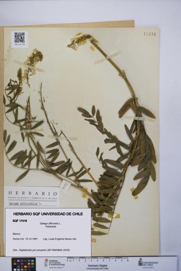 Galega officinalis [Espécimen: UCH:SQF:0017416]