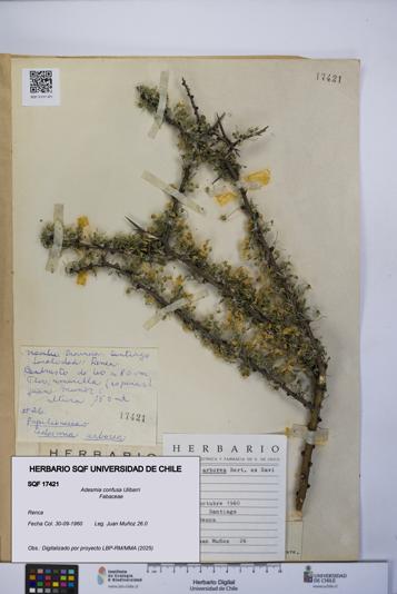 Adesmia confusa [Espécimen: UCH:SQF:0017421]