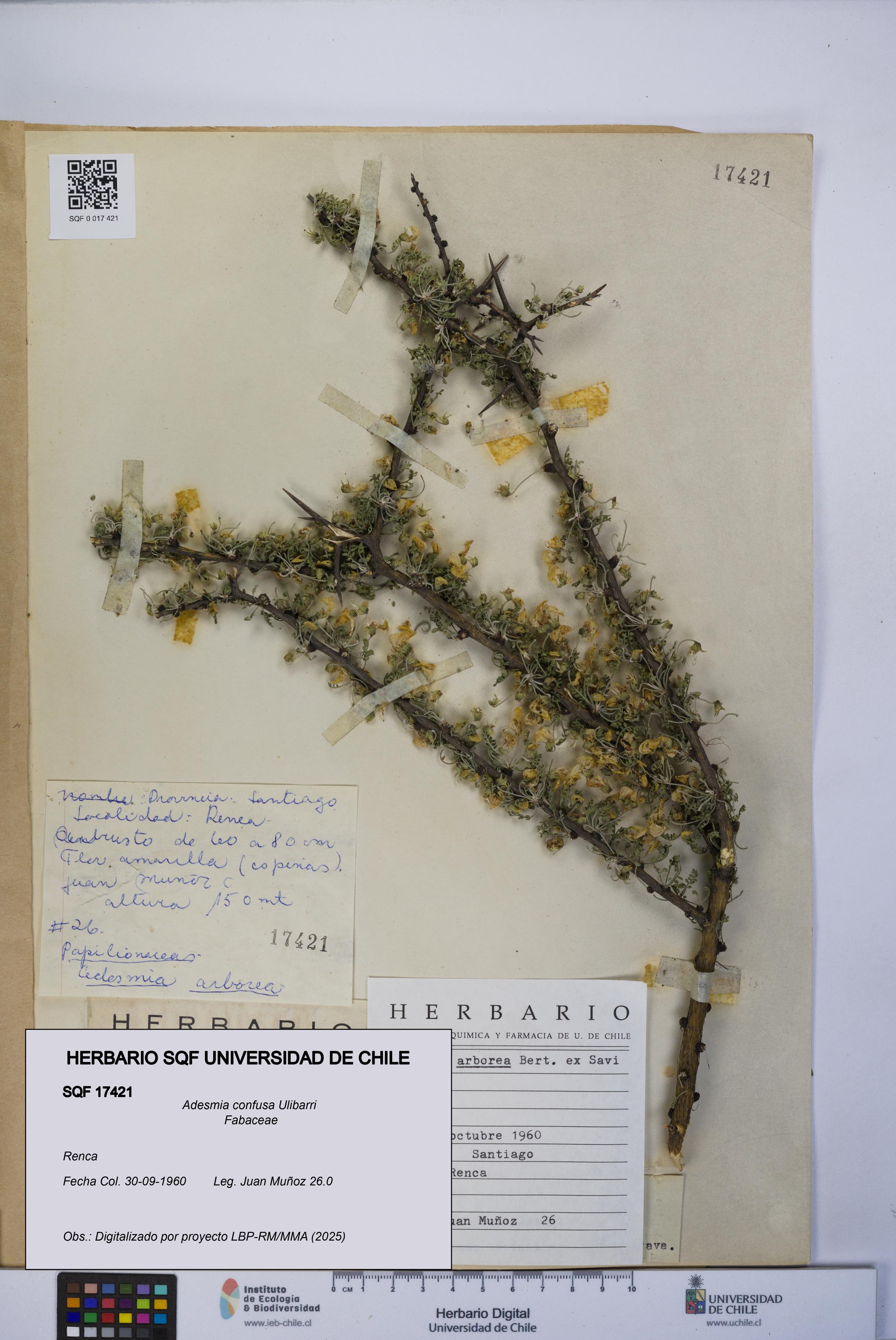 Adesmia confusa [Espécimen: UCH:SQF:0017421]