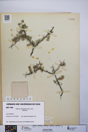 Adesmia microphylla [Espécimen: UCH:SQF:0017423]