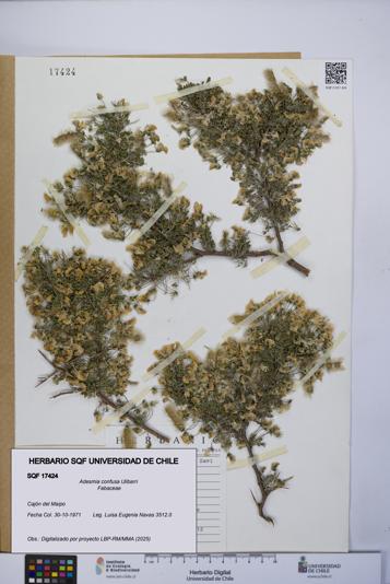 Adesmia confusa [Espécimen: UCH:SQF:0017424]