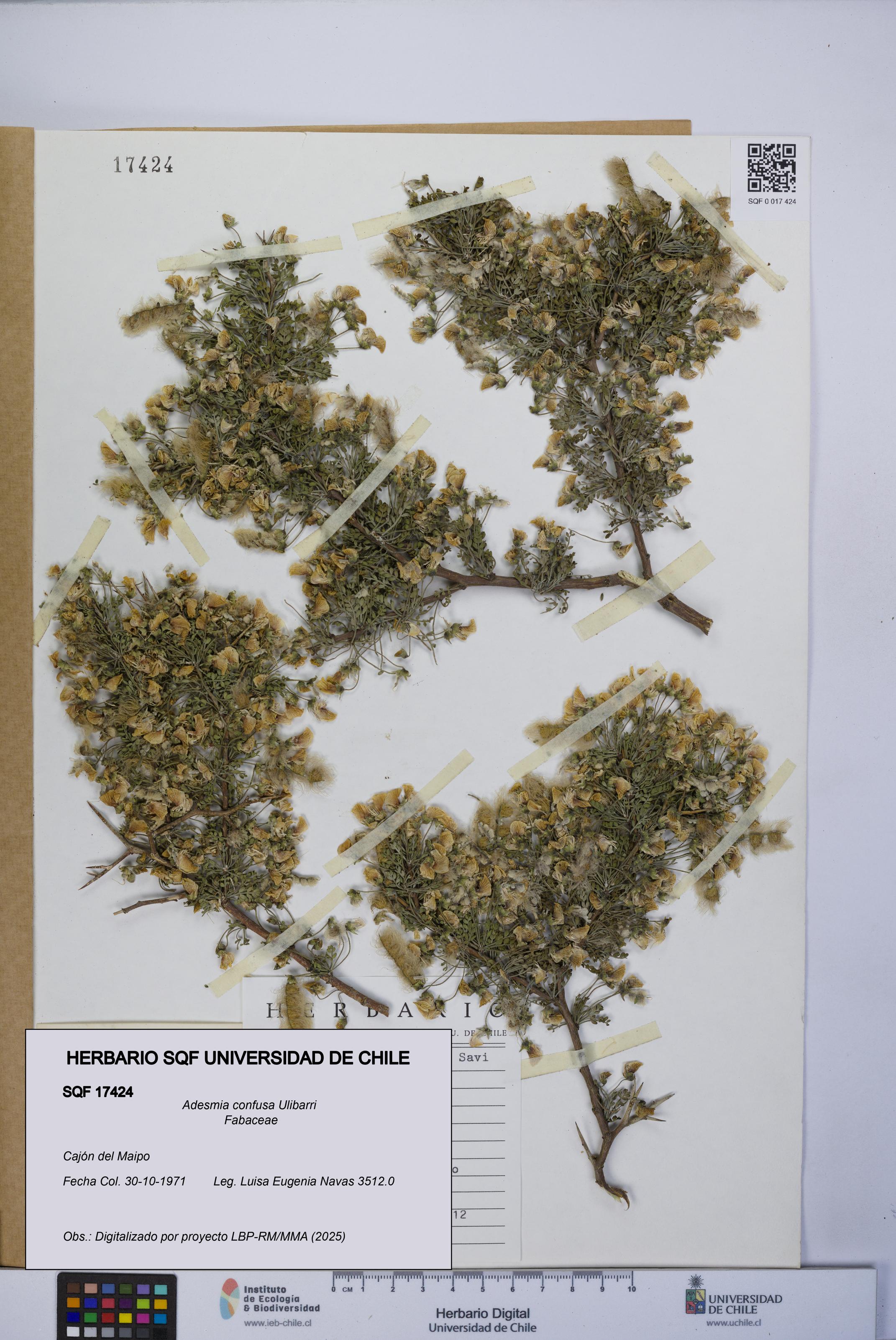 Adesmia confusa [Espécimen: UCH:SQF:0017424]