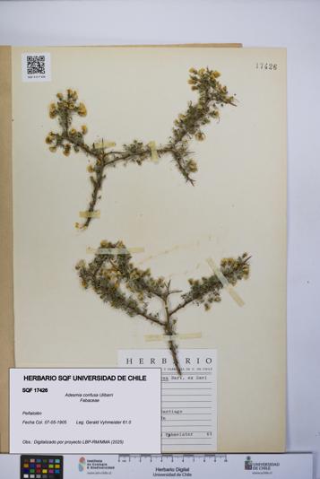 Adesmia confusa [Espécimen: UCH:SQF:0017426]