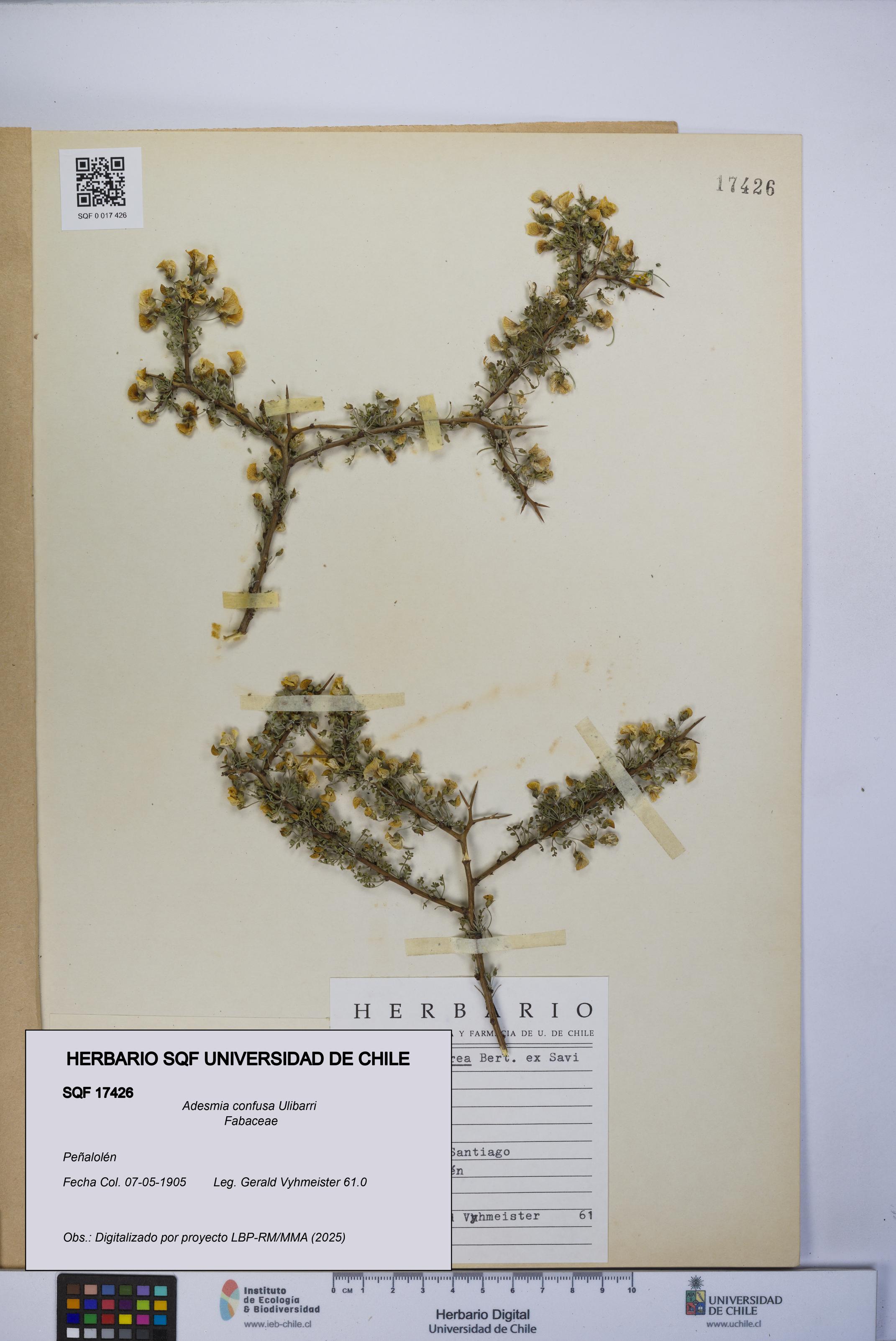 Adesmia confusa [Espécimen: UCH:SQF:0017426]