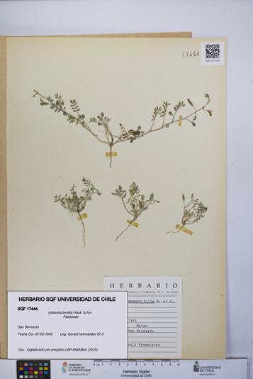 Adesmia tenella [Espécimen: UCH:SQF:0017444]