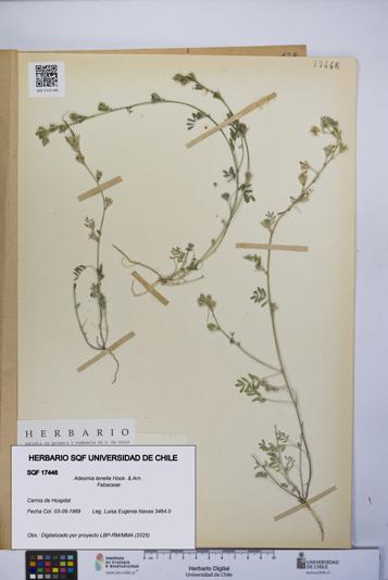 Adesmia tenella [Espécimen: UCH:SQF:0017446]