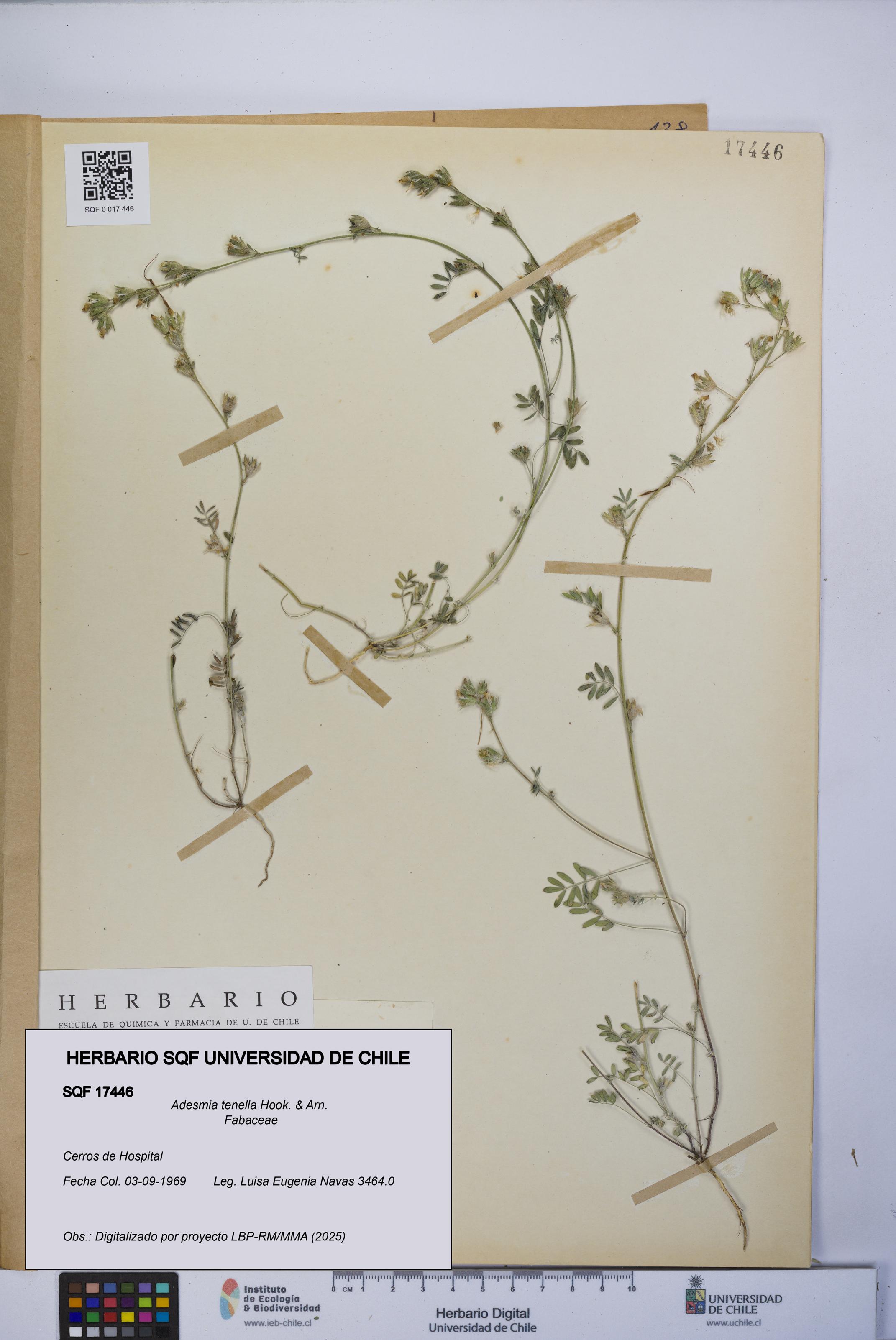 Adesmia tenella [Espécimen: UCH:SQF:0017446]