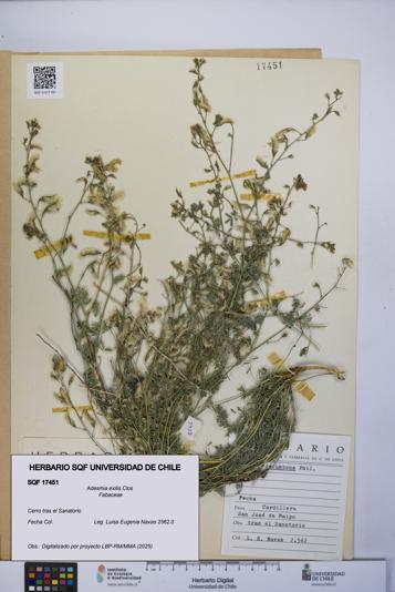 Adesmia exilis [Espécimen: UCH:SQF:0017451]