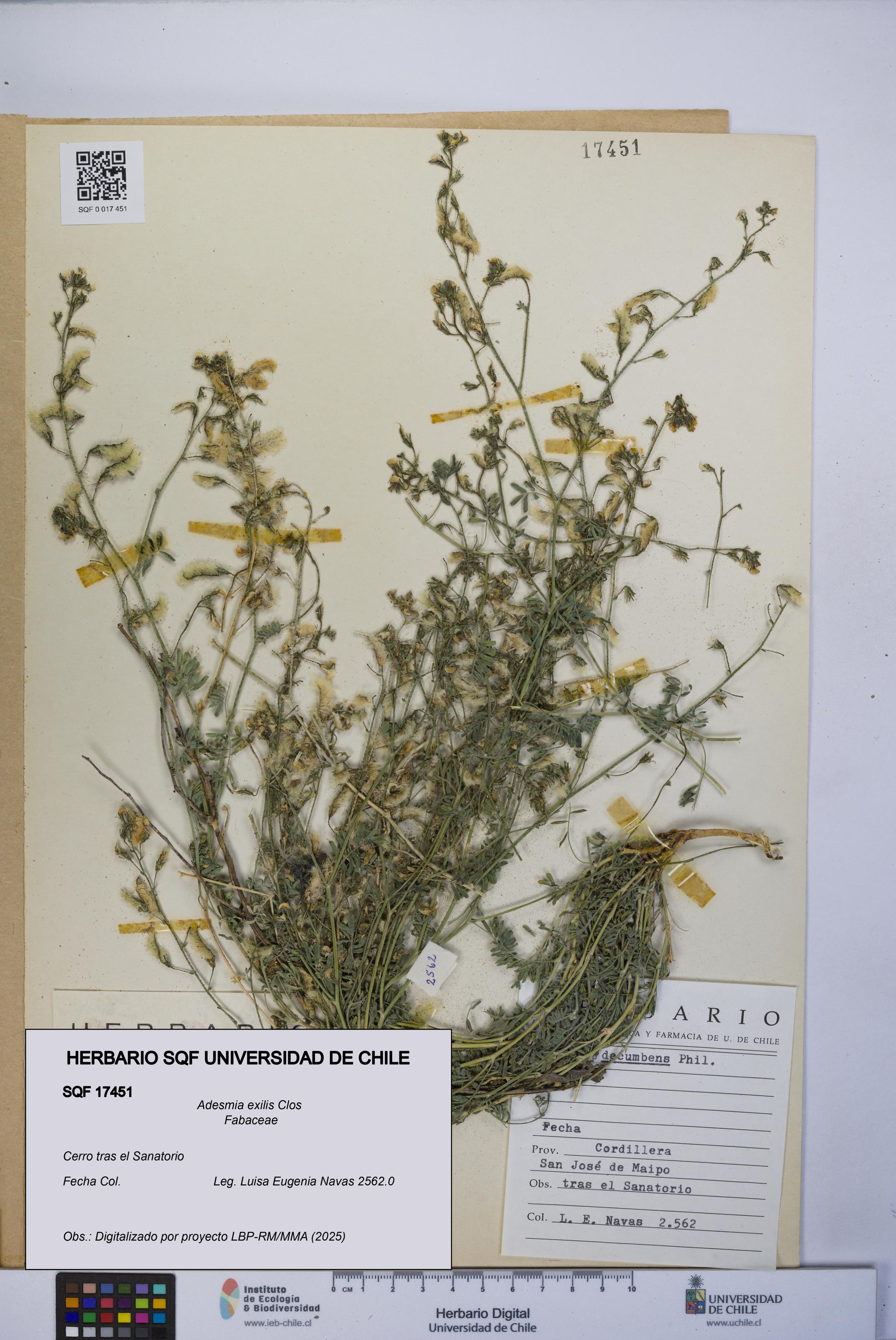 Adesmia exilis [Espécimen: UCH:SQF:0017451]