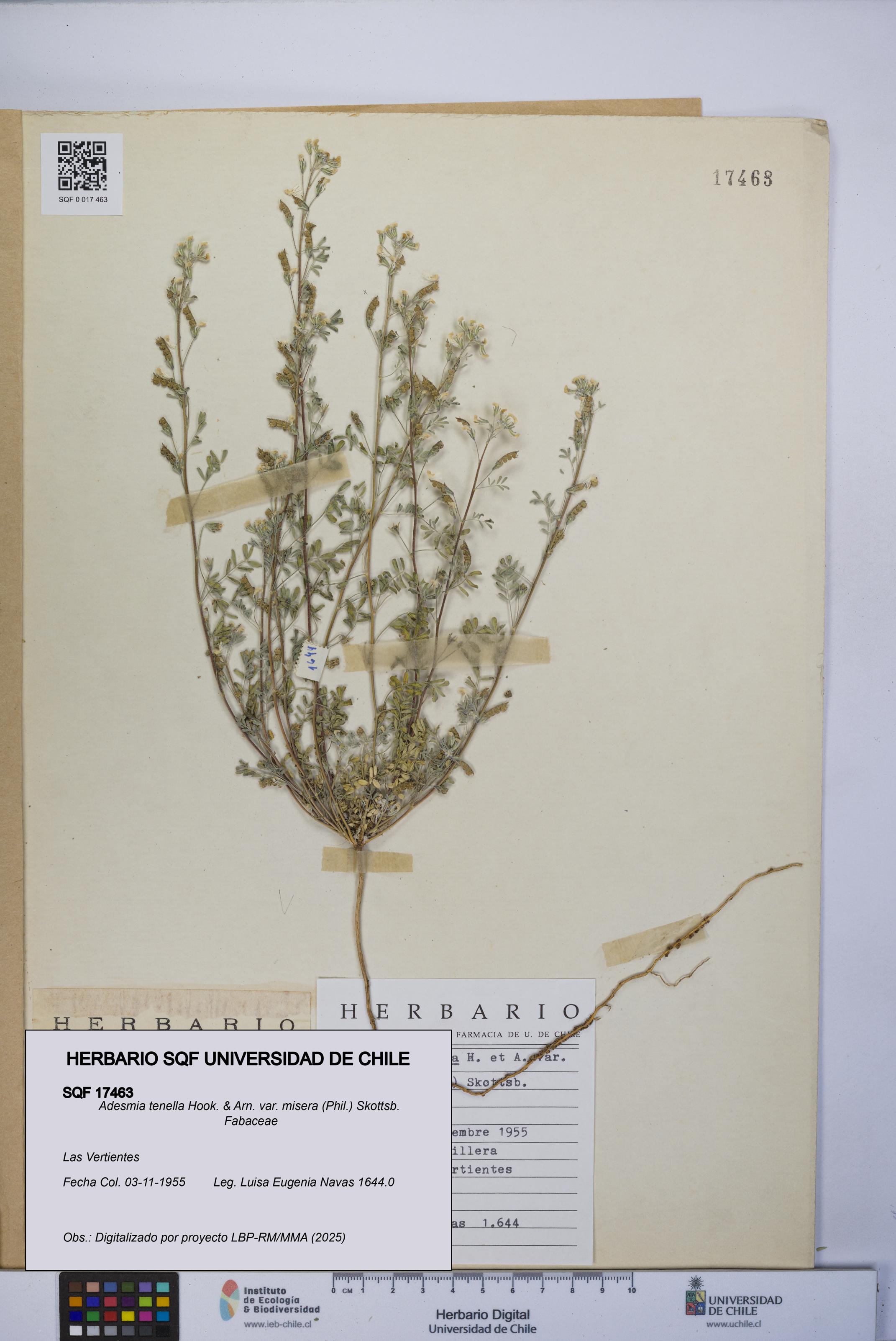 Adesmia tenella var. misera [Espécimen: UCH:SQF:0017463]