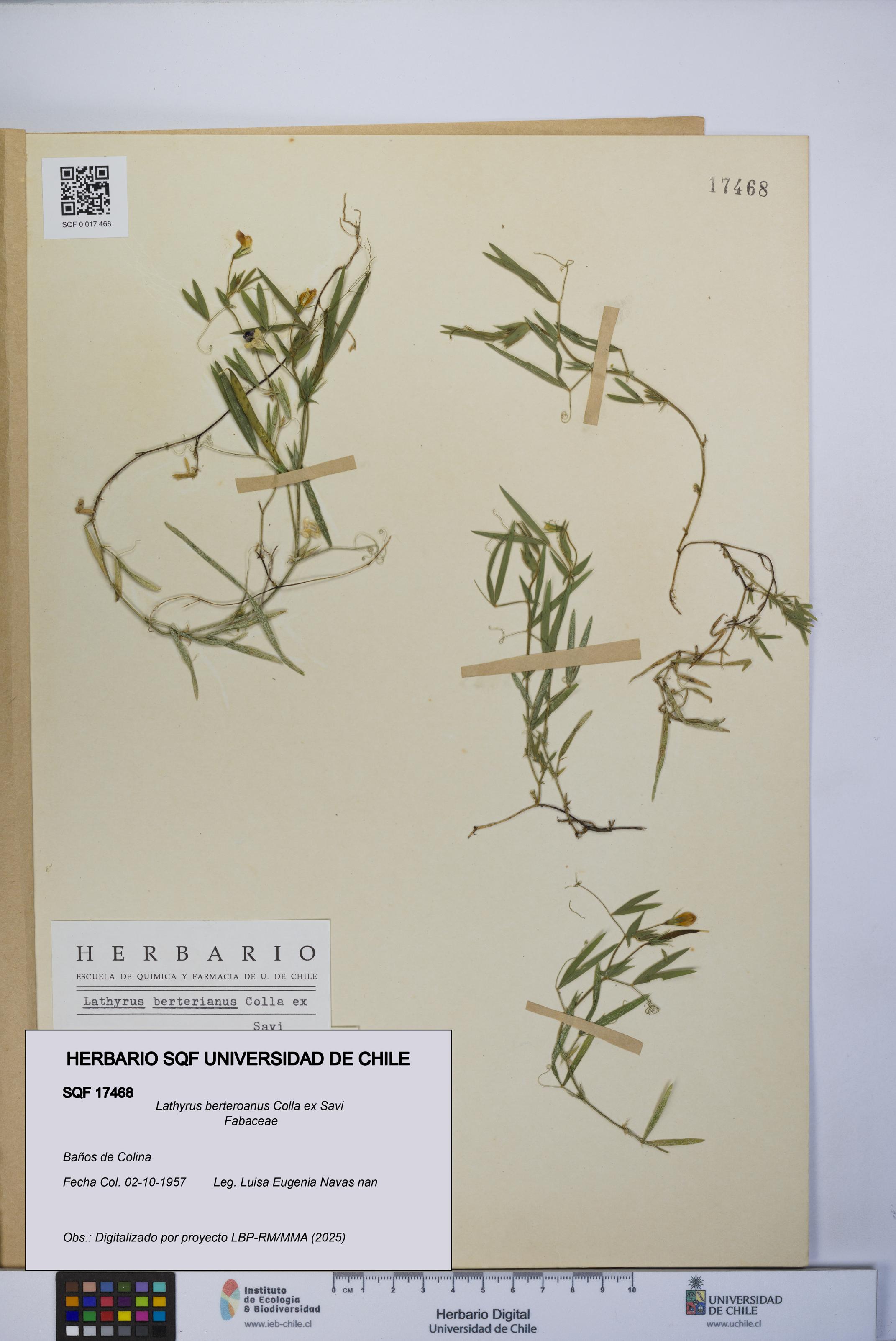 Lathyrus berteroanus [Espécimen: UCH:SQF:0017468]