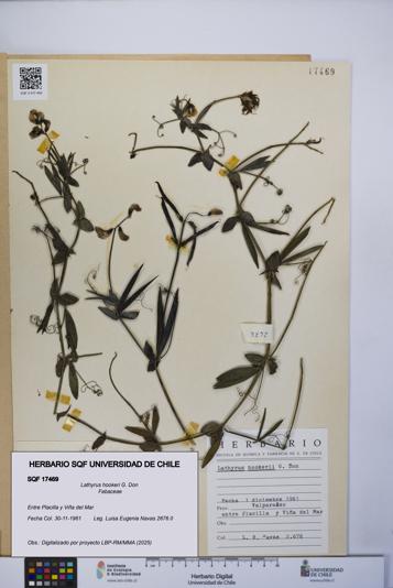 Lathyrus hookeri [Espécimen: UCH:SQF:0017469]