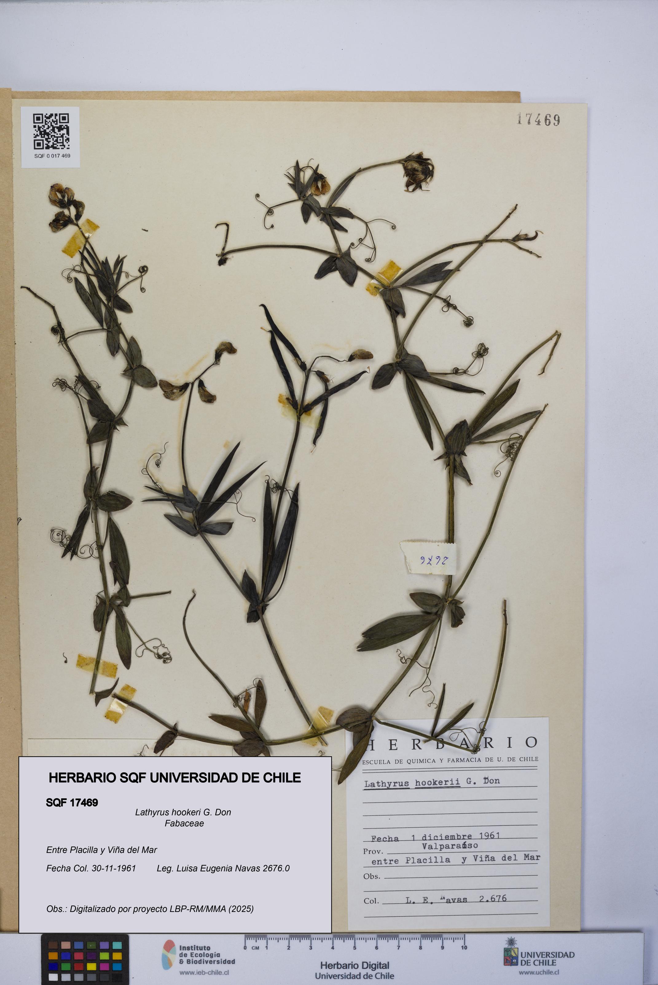 Lathyrus hookeri [Espécimen: UCH:SQF:0017469]