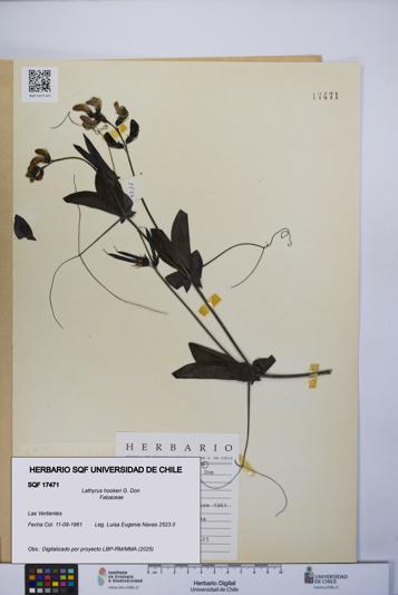 Lathyrus hookeri [Espécimen: UCH:SQF:0017471]