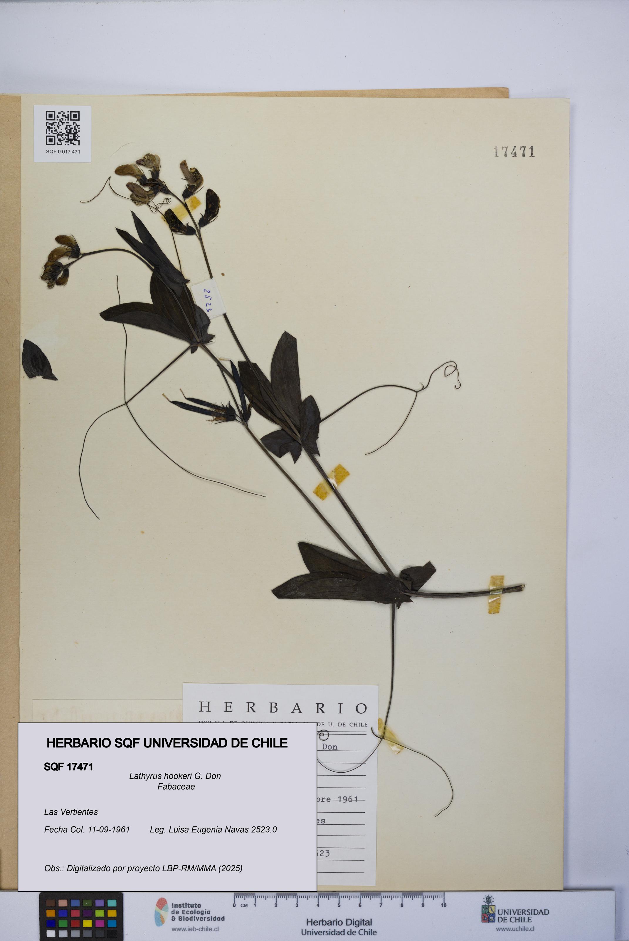 Lathyrus hookeri [Espécimen: UCH:SQF:0017471]