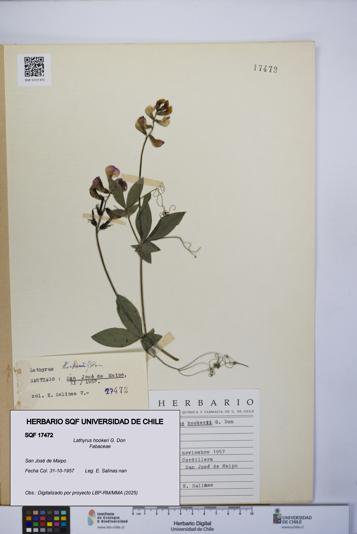 Lathyrus hookeri [Espécimen: UCH:SQF:0017472]