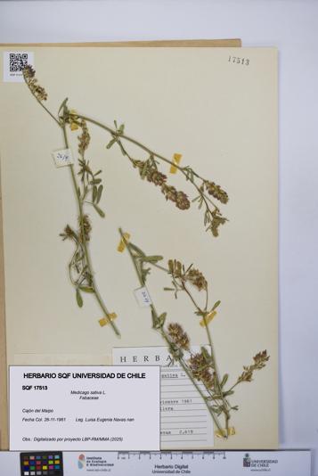 Medicago sativa [Espécimen: UCH:SQF:0017513]