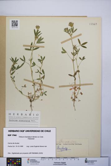 Trifolium triaristatum [Espécimen: UCH:SQF:0017542]