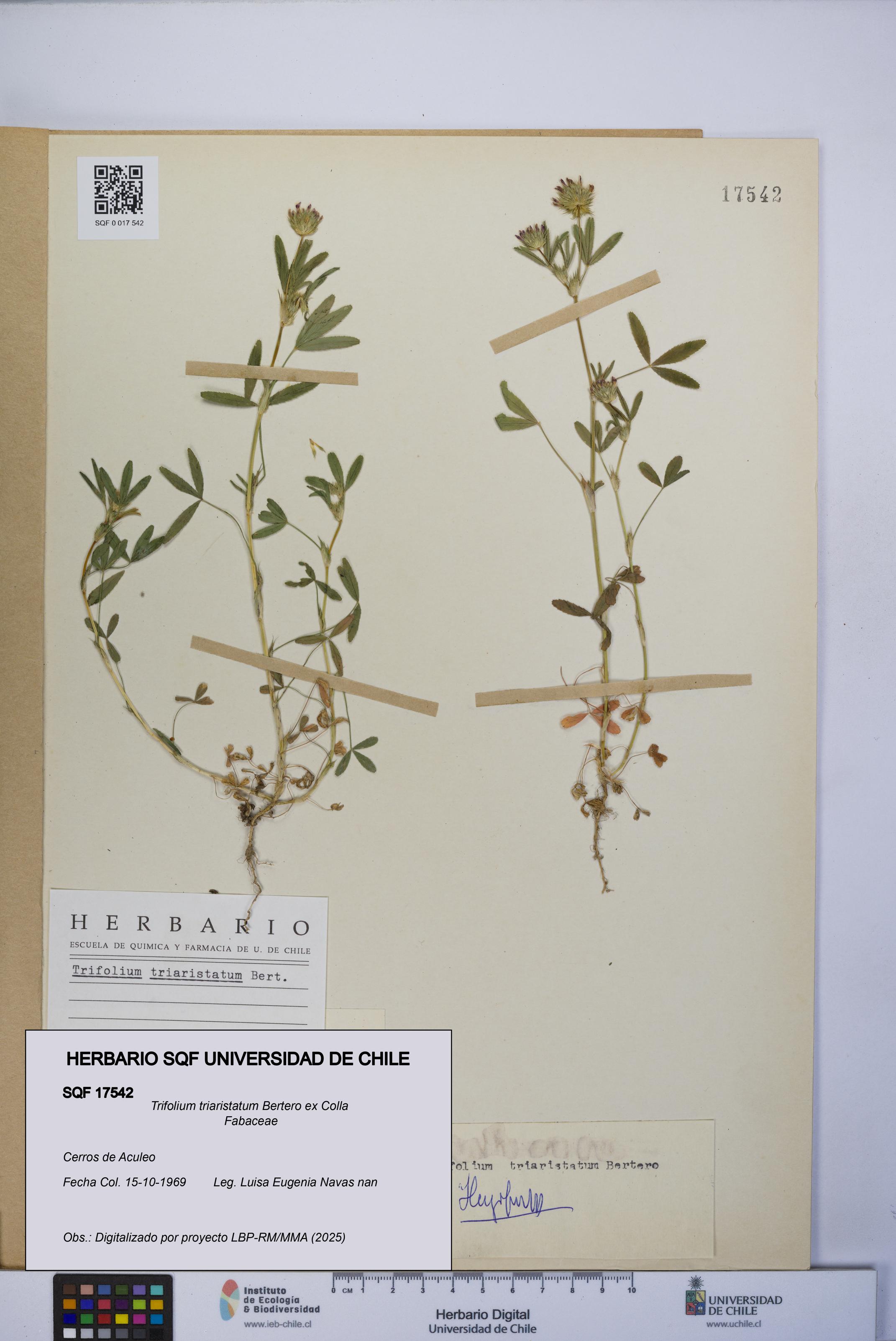 Trifolium triaristatum [Espécimen: UCH:SQF:0017542]