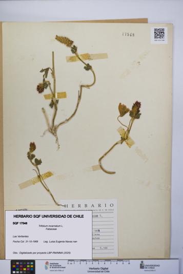 Trifolium incarnatum [Espécimen: UCH:SQF:0017548]